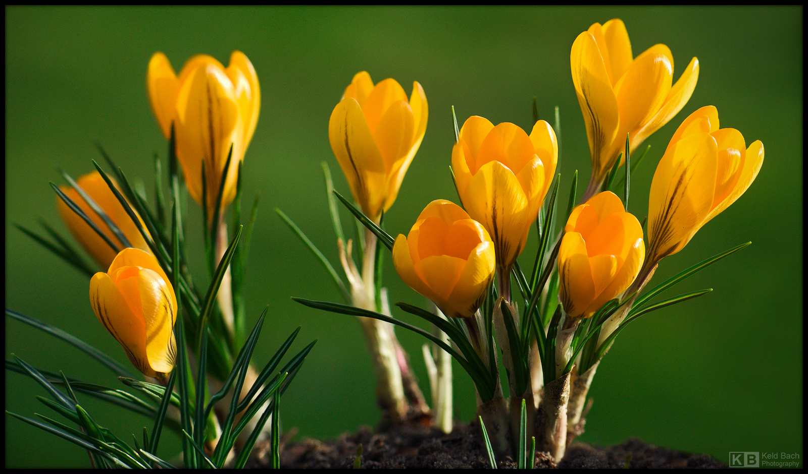 Golden Bulbs