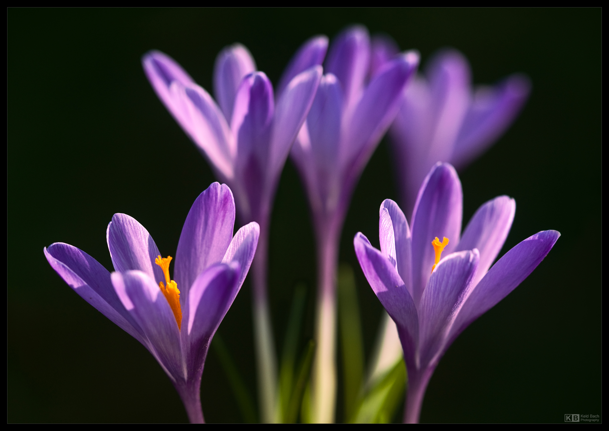 Early Sign of Spring