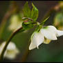 Creamy Helleborus