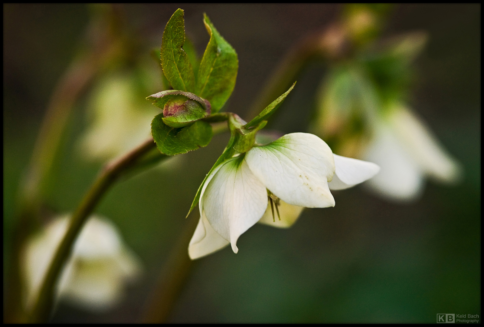 Creamy Helleborus