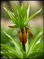 Budding Crown Imperial by KeldBach