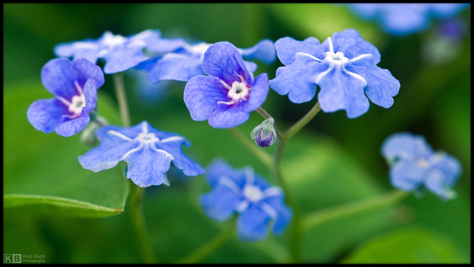Siberian Bugloss