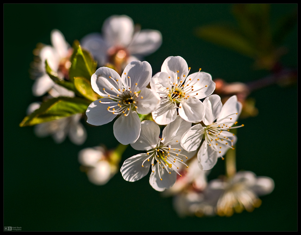 Cherry Blossom Time