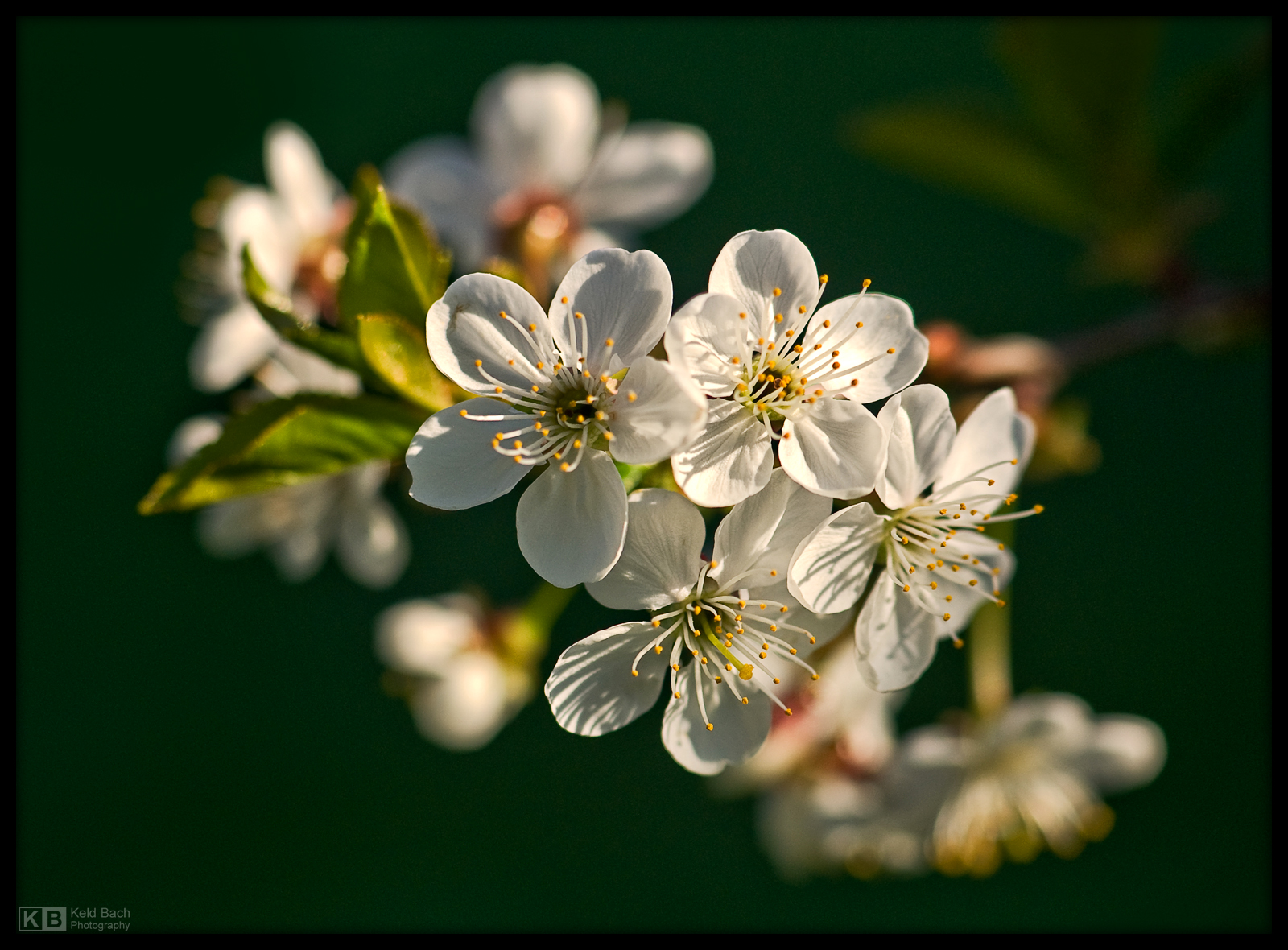 Cherry Blossom Time