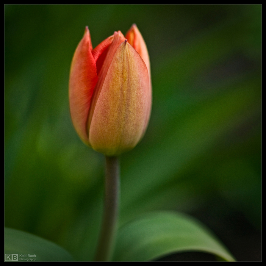 Budding Tulip