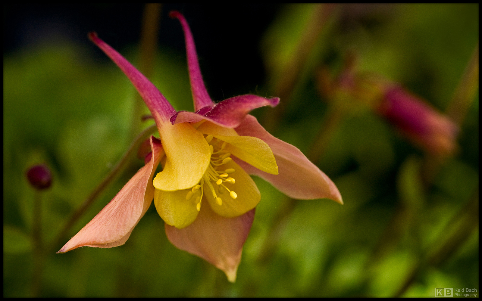 Peach-Coloured Columbine