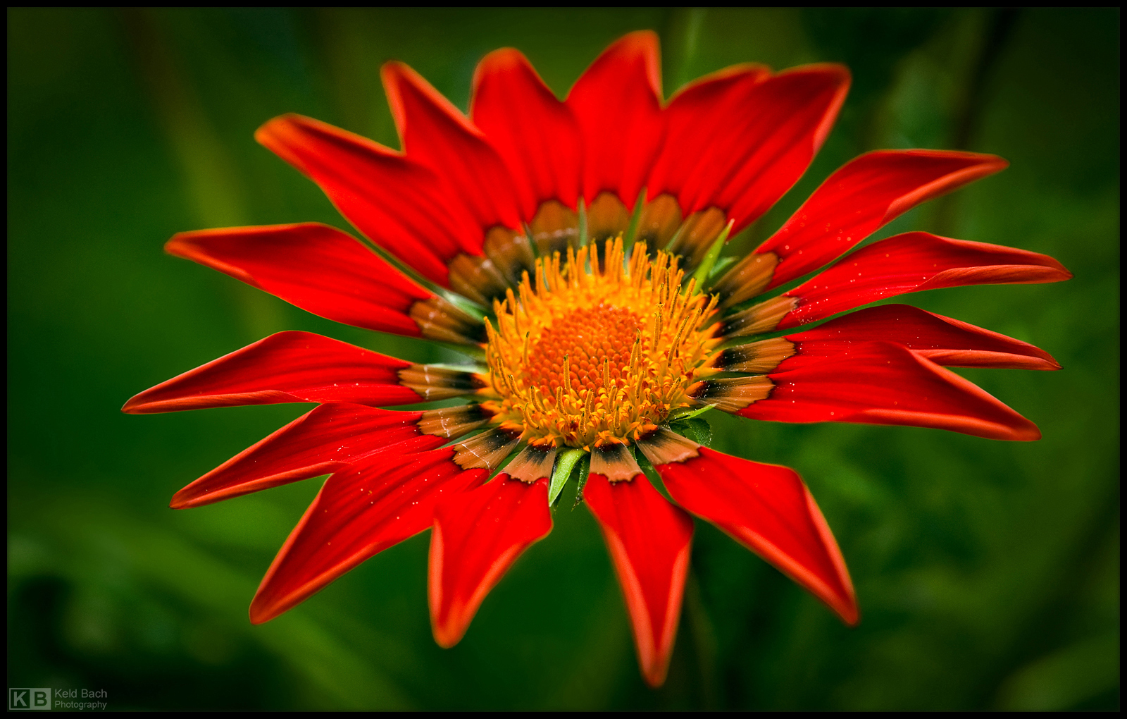 Gazania Portrait