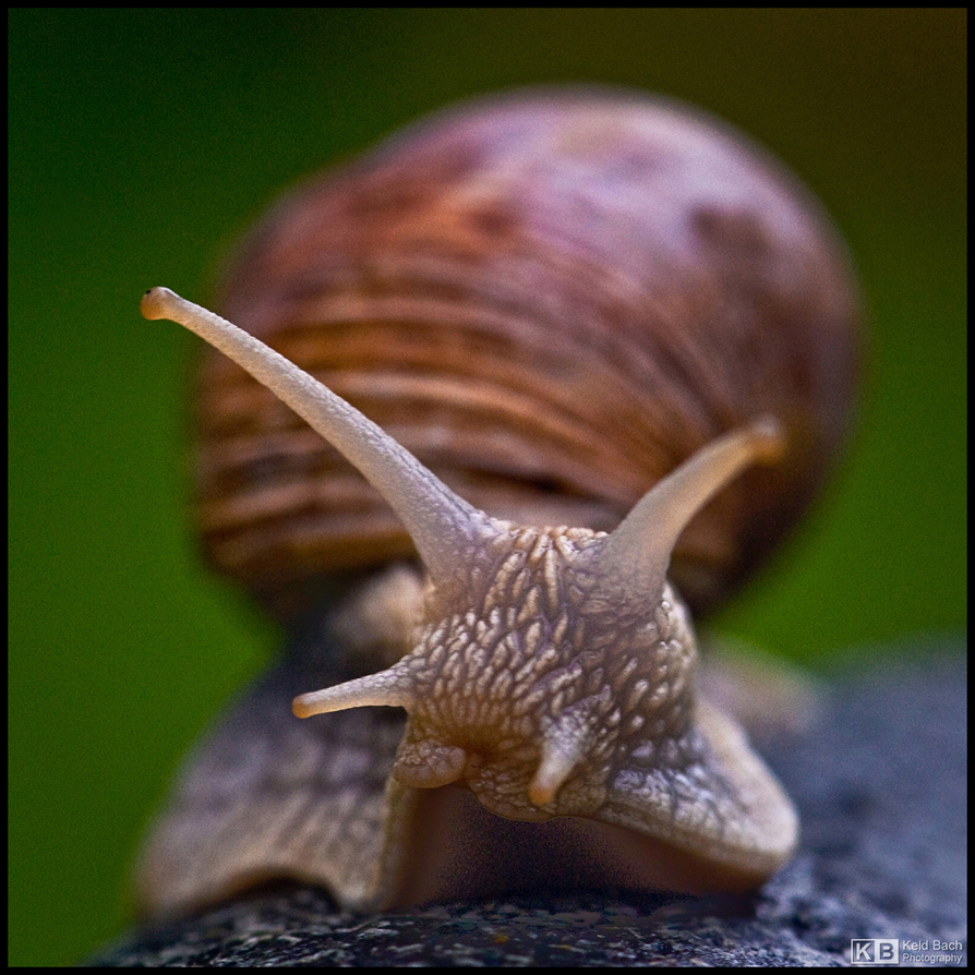 Rain is a Snail's Best Friend