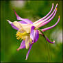 Pastel Shaded Columbine