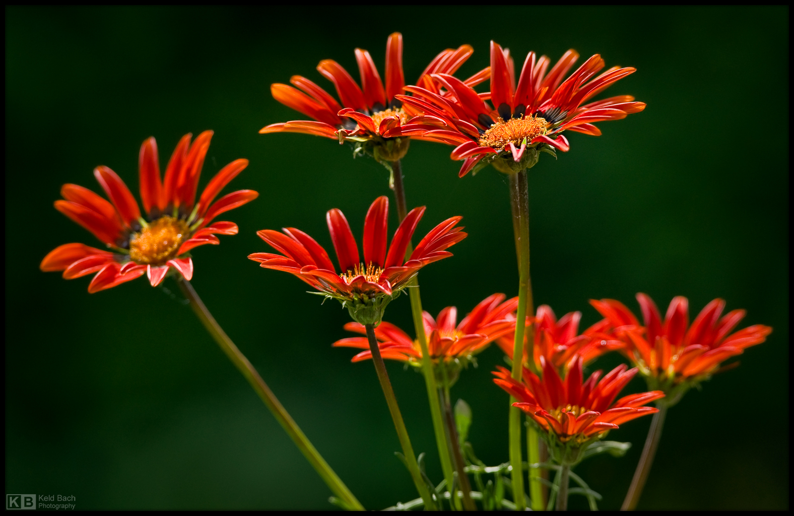 Blooming Gazania