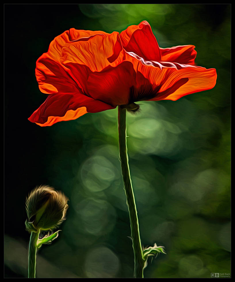 Giant Poppy by KeldBach on DeviantArt