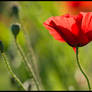 Red as Only a Poppy Can Be