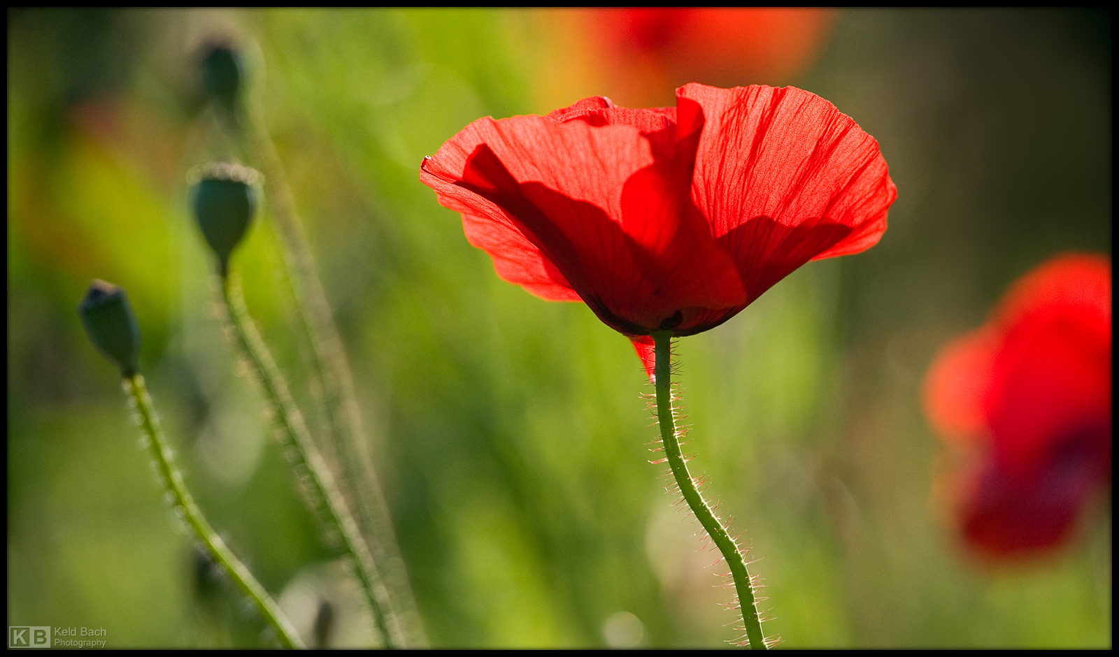 Red as Only a Poppy Can Be
