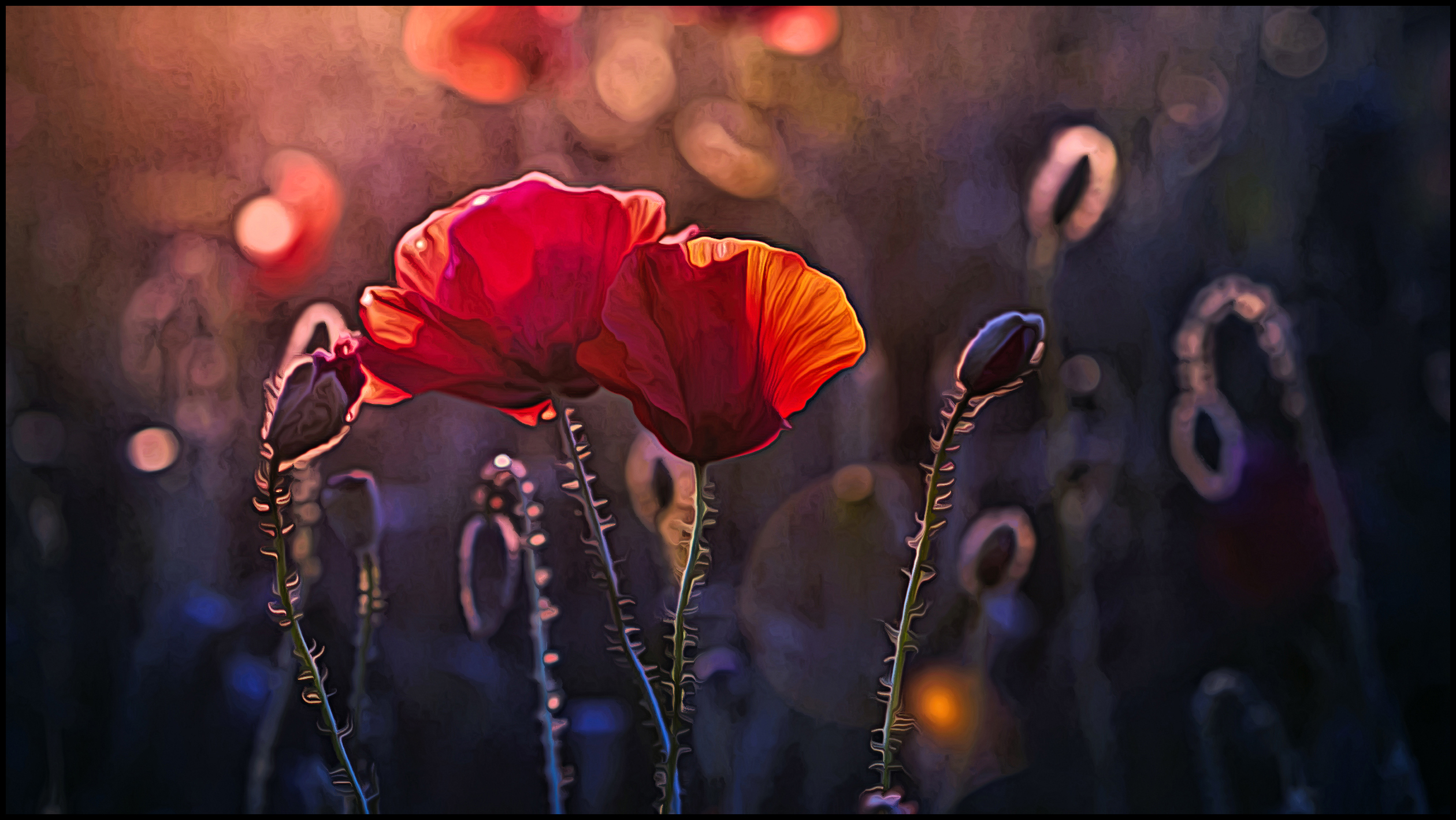 Evening Mood in the Poppy Field