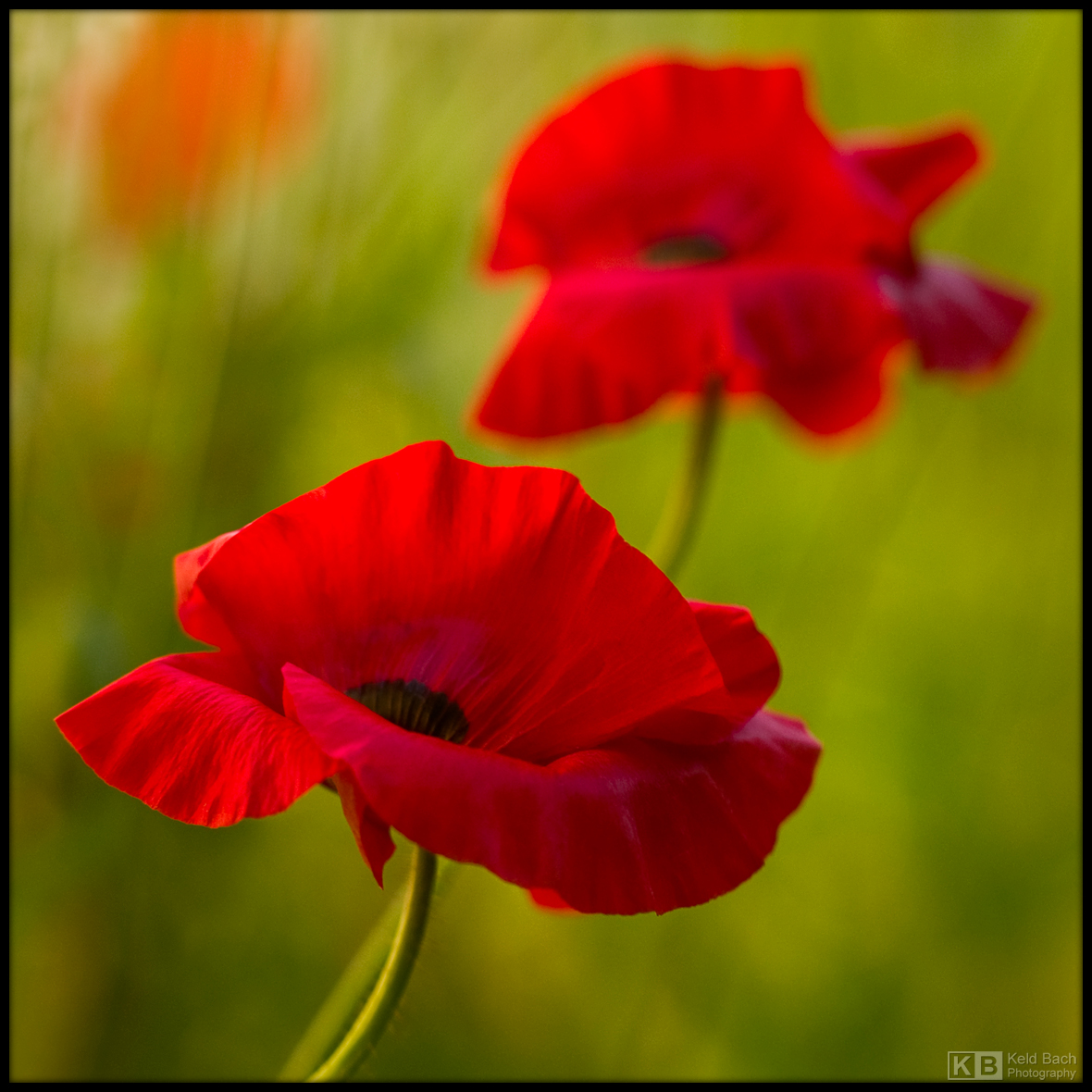 Poppy Tango