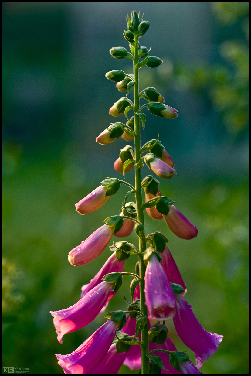 Morning Foxglove
