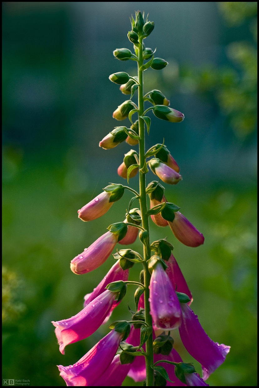Morning Foxglove
