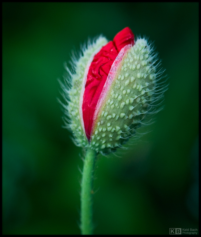 New Life