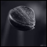 Hairy Bloom Bud in Mono by KeldBach