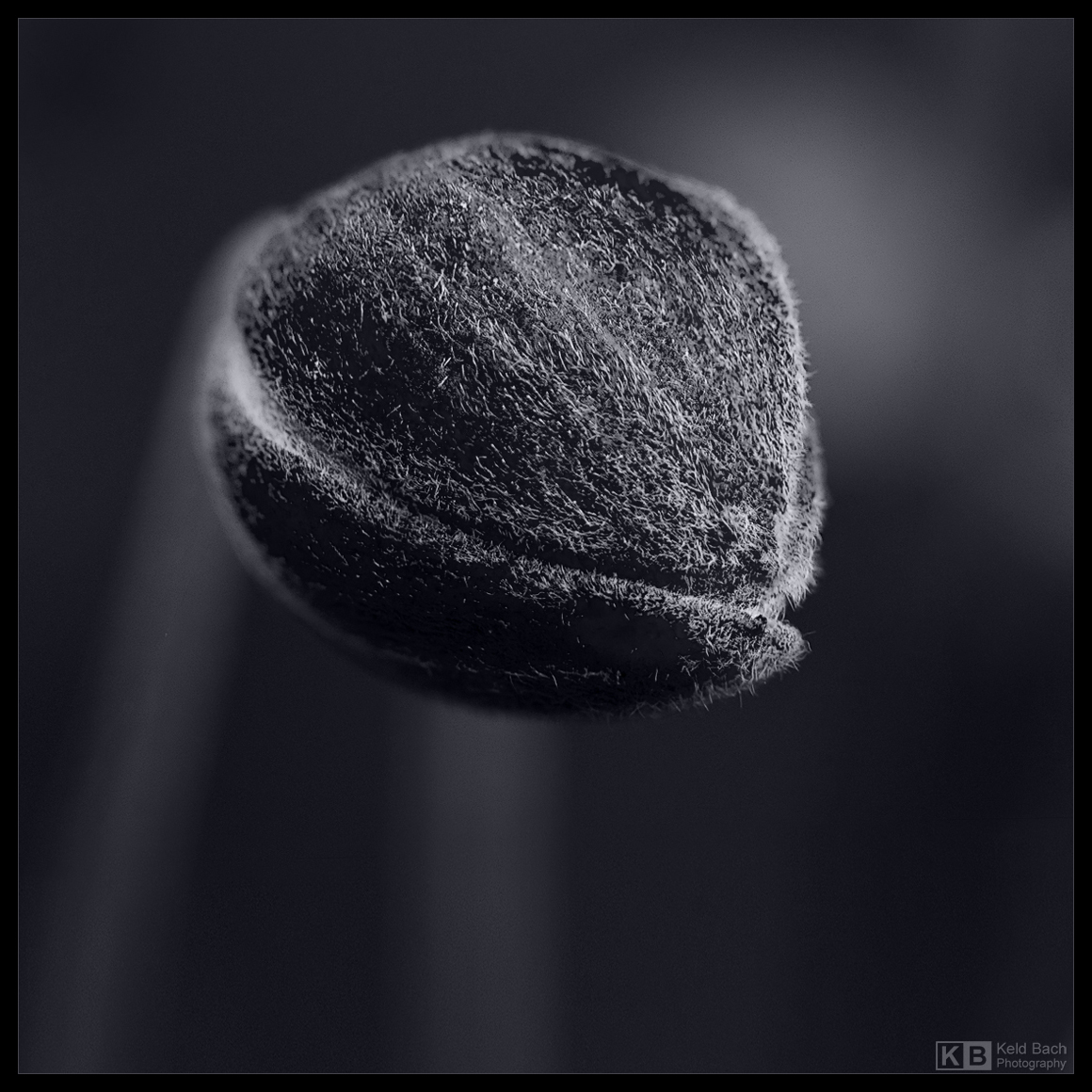Hairy Bloom Bud in Mono