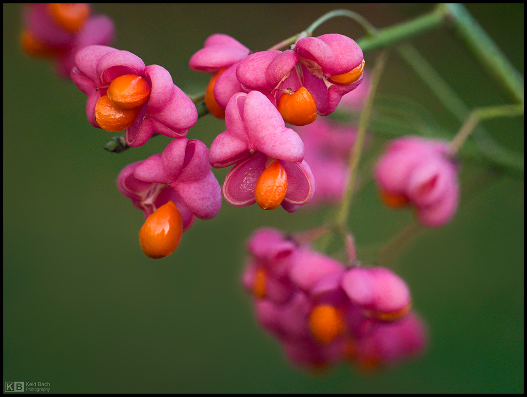 Small Peculiar Blossoms
