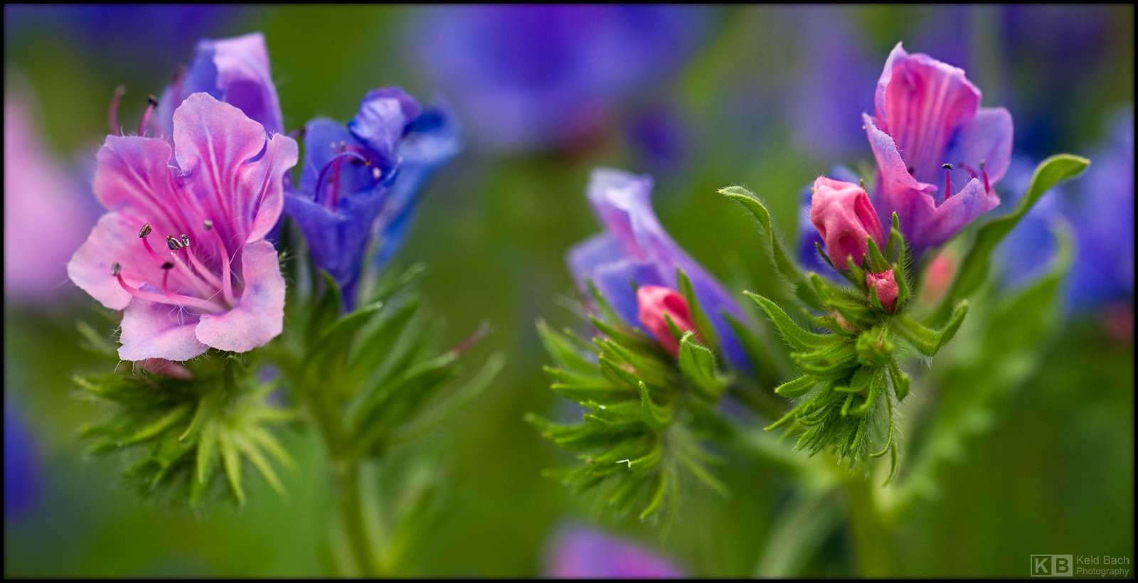 Time for the Blueweed