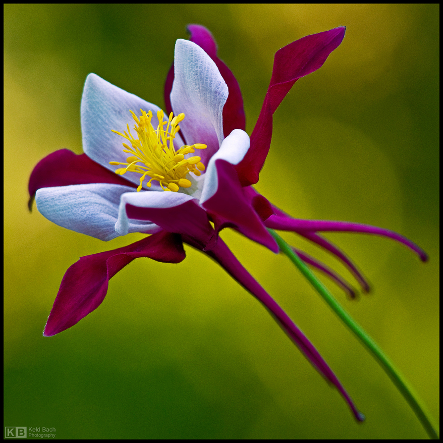 Wine Red Columbine