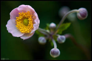 Time for the Windflowers