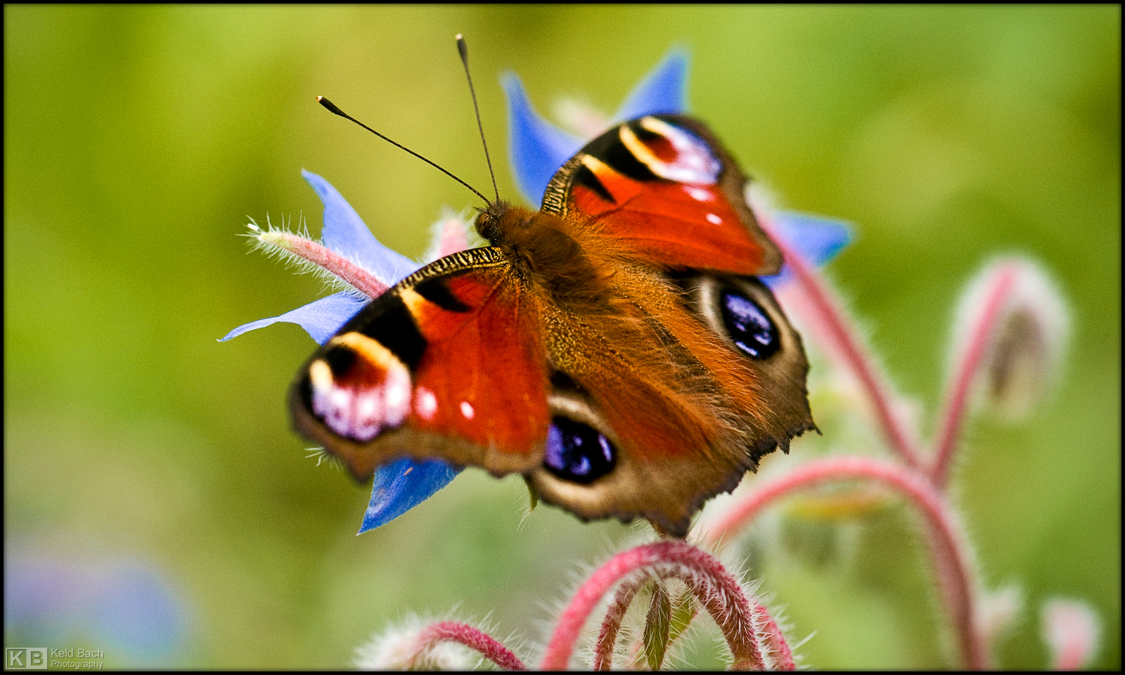 European Peacock