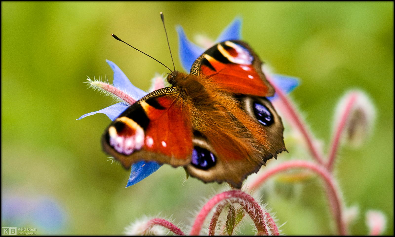 European Peacock