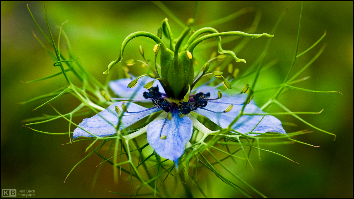 Ragged Lady