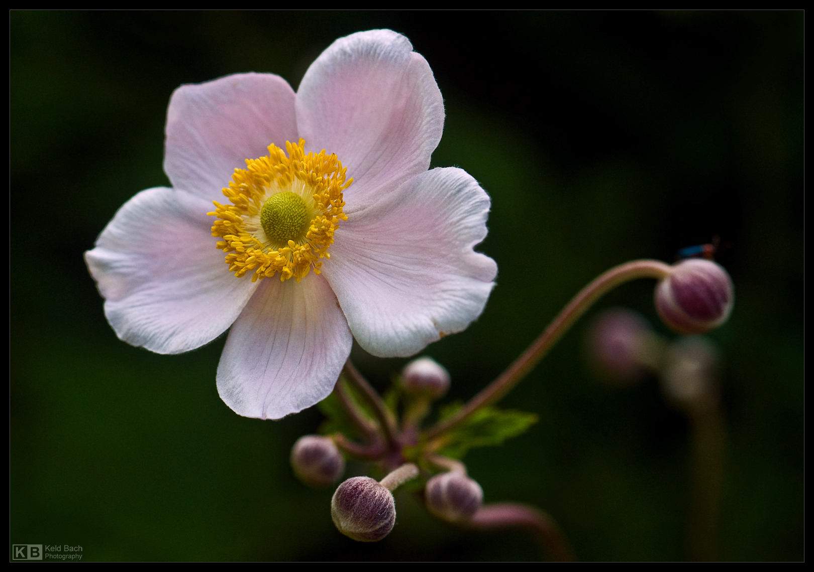 Japanese Anemone