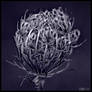 Wild Carrot in Mono