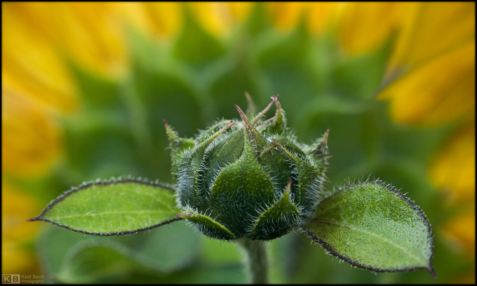 Wannabe Sunflower