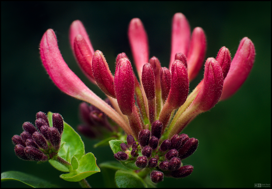 Caprifolium