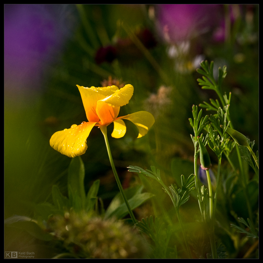 The Light Keeper