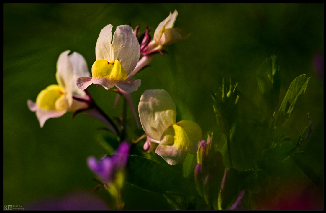 Adventure in Fairyland