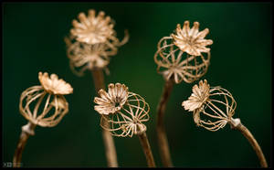 Poppy Skeletons