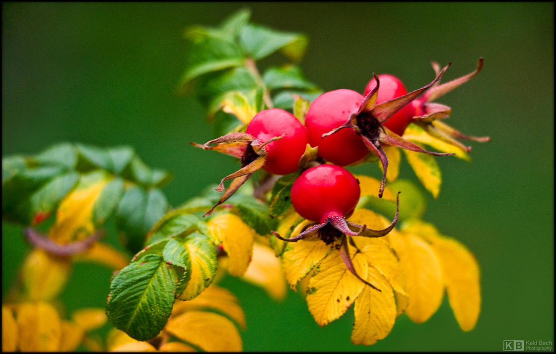 Dog Rose Hips