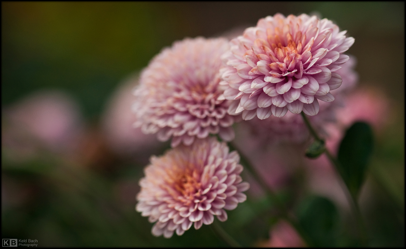 Fall Mums