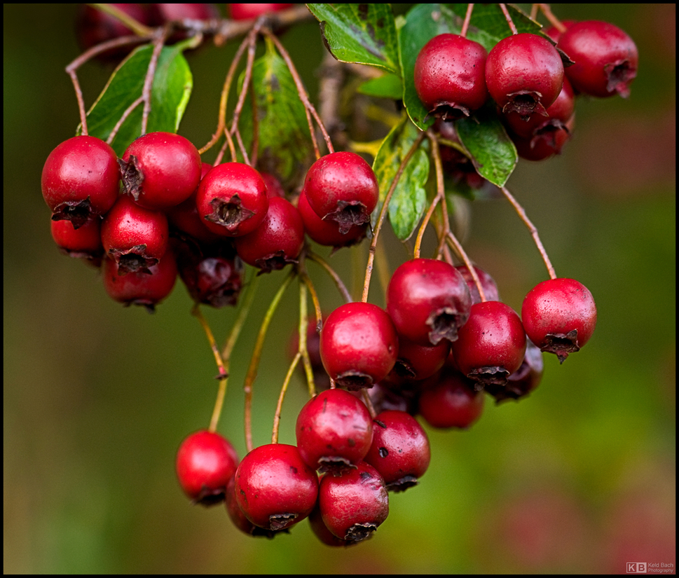 Hawthorn Haws