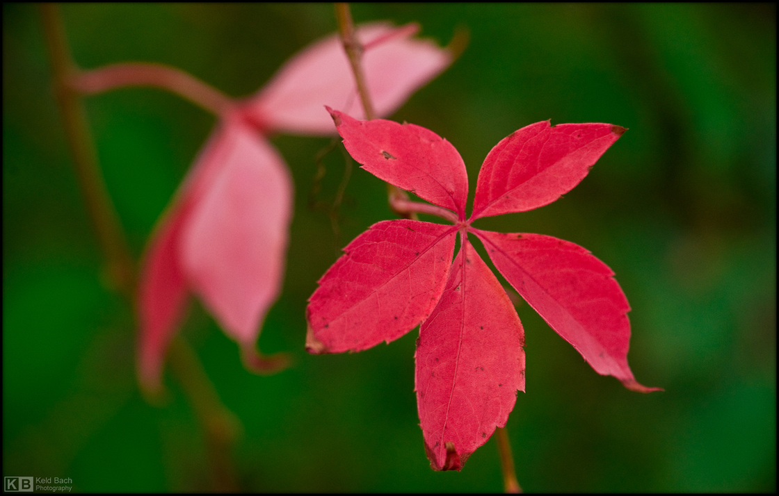 Climbing Leaves