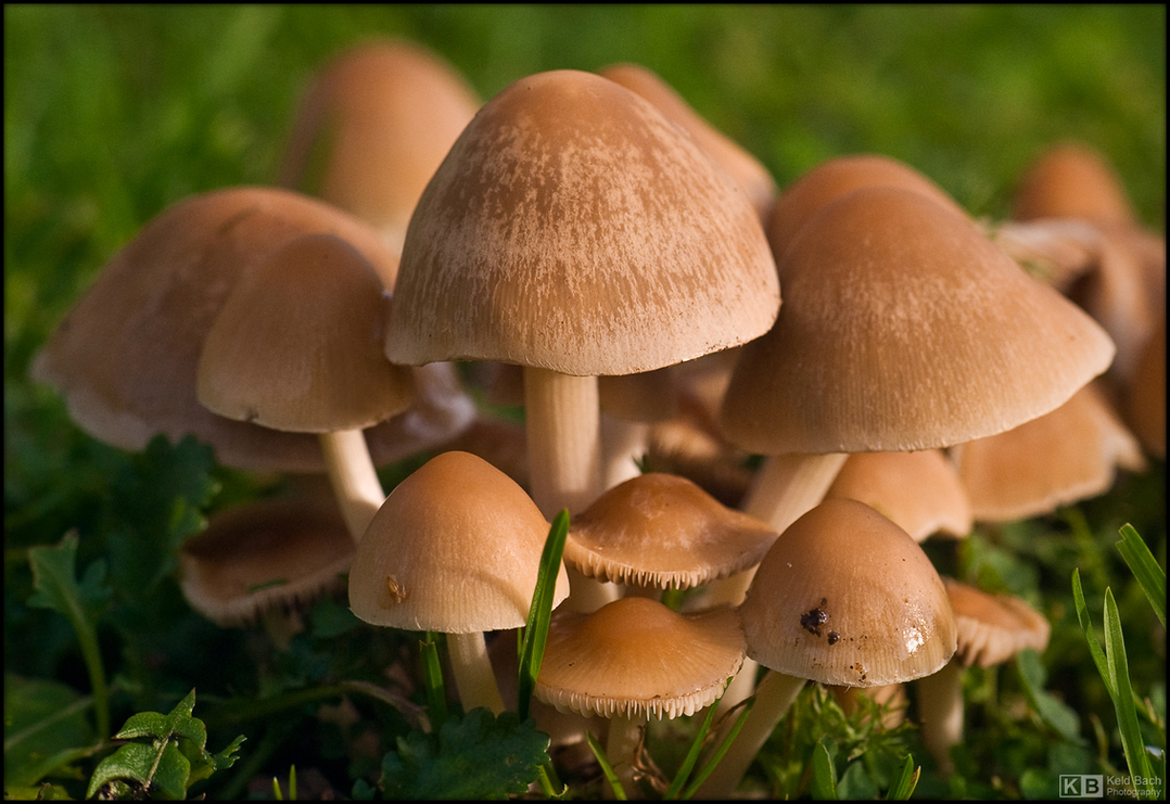 Fungi Family