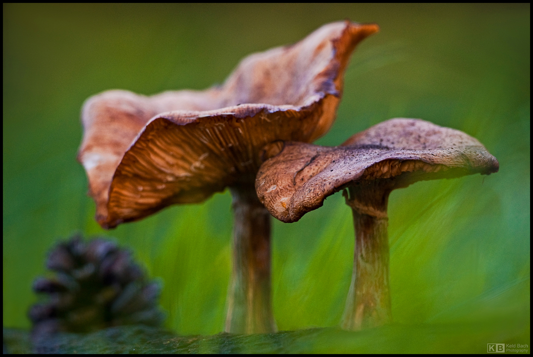 Chanterelle Sculptures