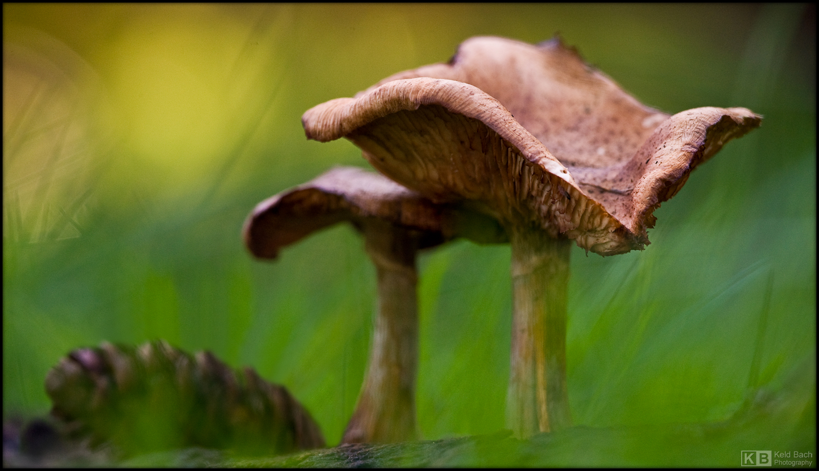 Chanterelle Encore