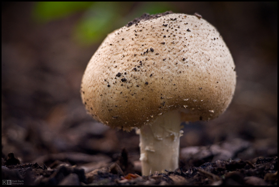 Dusky Puffball