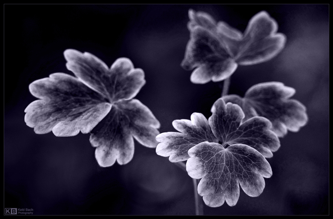 Aquilegia Leaves in Mono
