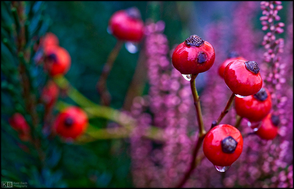 Dripping Wet Yuletide