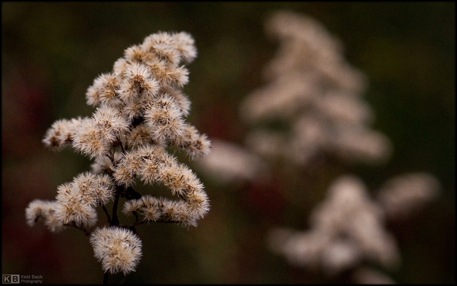 Dancing Goldenrods