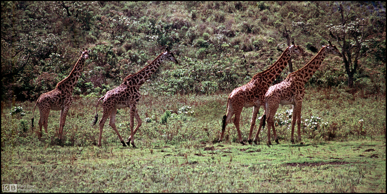Giraffes on the Move